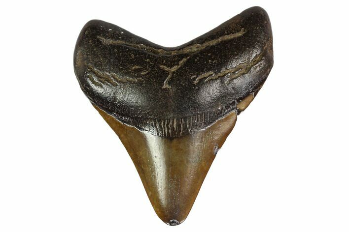 Fossil Megalodon Tooth - South Carolina #130786